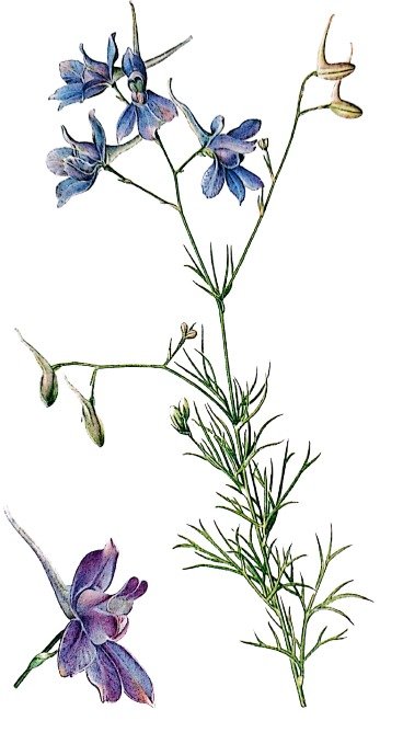 Dauphinelle (Consolida)